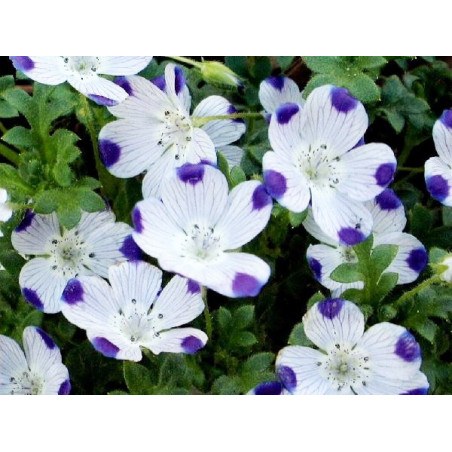 Nemophila cinco gotas