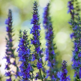 Hyssop - Seeds