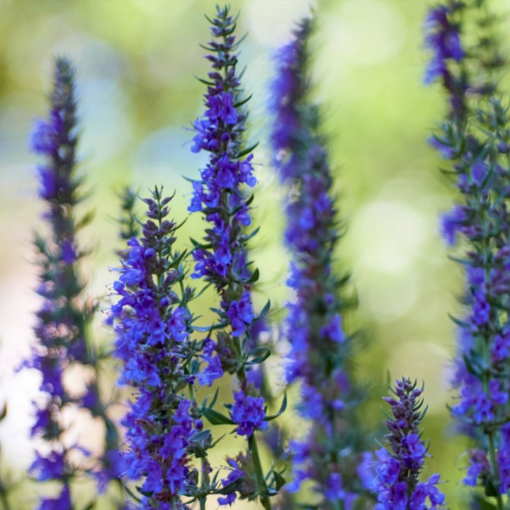 Hyssop - Seeds