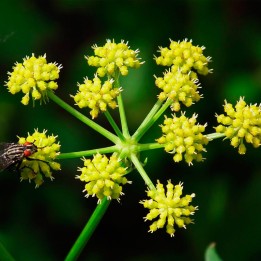 Lovage - Seeds