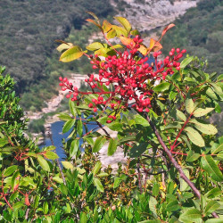 semillas de cornicabra o terebinto