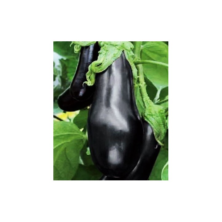 Berenjena Black Beauty - Sobre 100 semillas