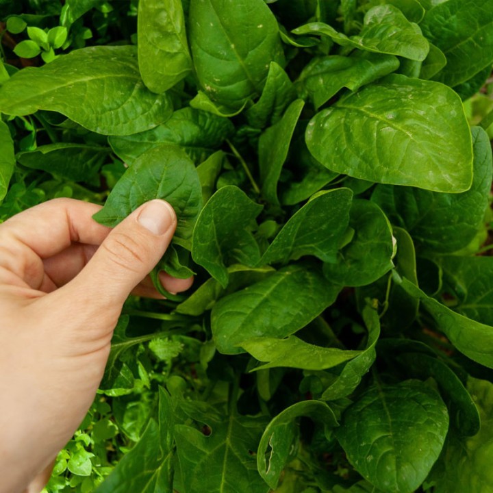 Spinach, Winter giant - Seeds