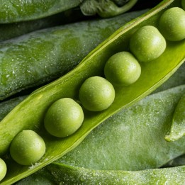 Peas, Rondo - Seeds