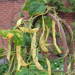 Beans, Maravilla de Venecia - Seeds
