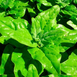 Spinach, New Zealand - Seeds