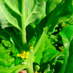 Spinach, New Zealand - 60 seeds