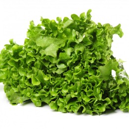 Green Batavia Leading - seeds