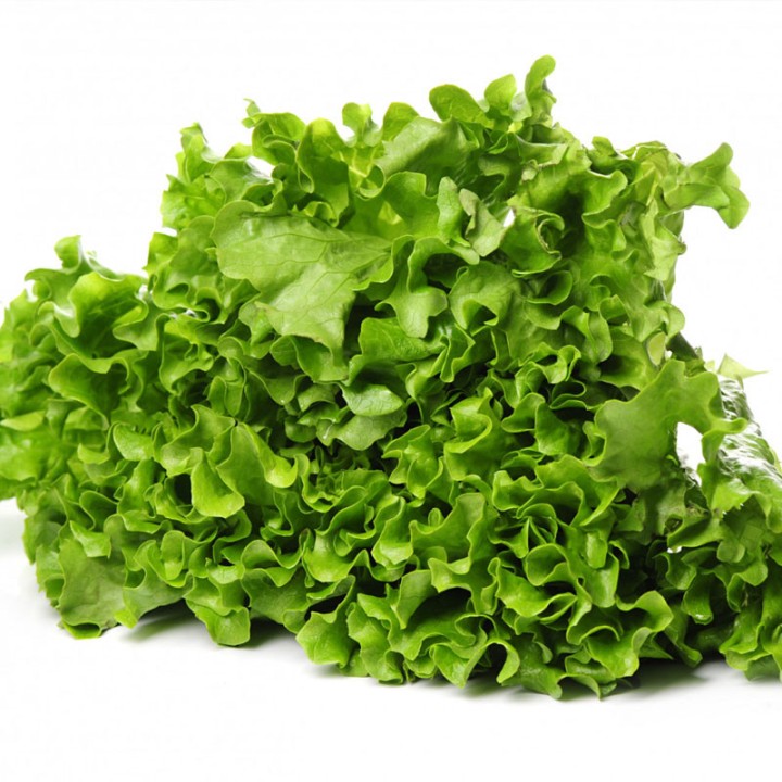 Green Batavia Leading - seeds