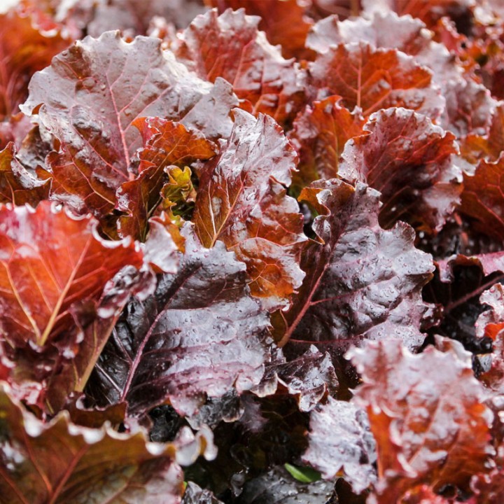Lettuce, Red Batavia - seeds