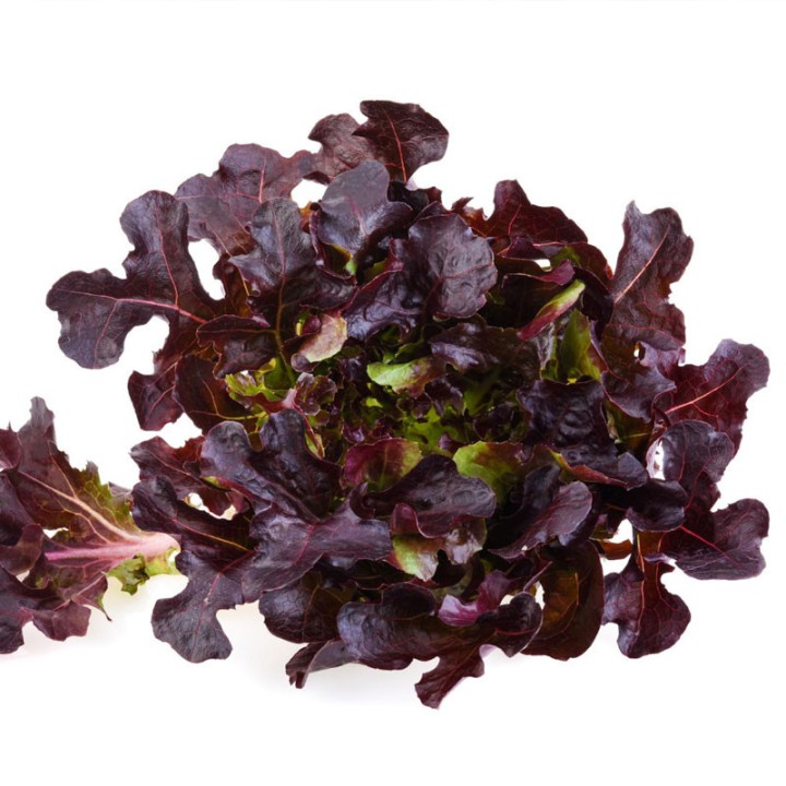 Lettuce, Red oak leaf - seeds