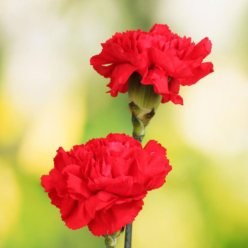 semillas de clavel rojo escarlata