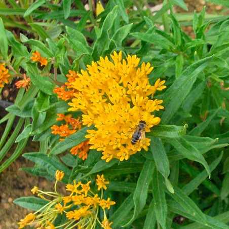 semillas de asclepias tuberosa amarilla