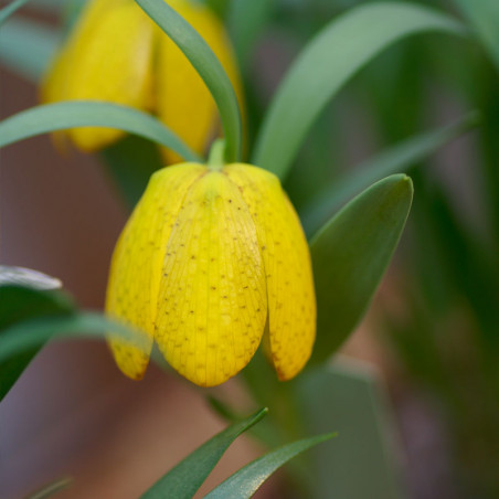 semillas de fritillaria collina amarilla