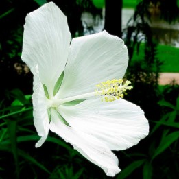 Scarlet rosemallow, White seeds