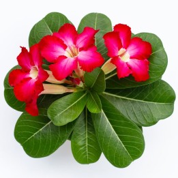 Desert rose seeds