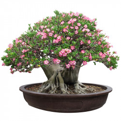 bonsai de adenium desde semillas