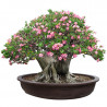 bonsai de adenium desde semillas