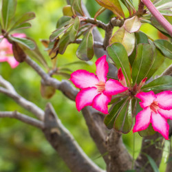 semillas de adenium