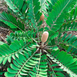 Zamia furfuracea - 4 seeds