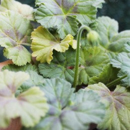 Geranium, Pineapple-scented seeds