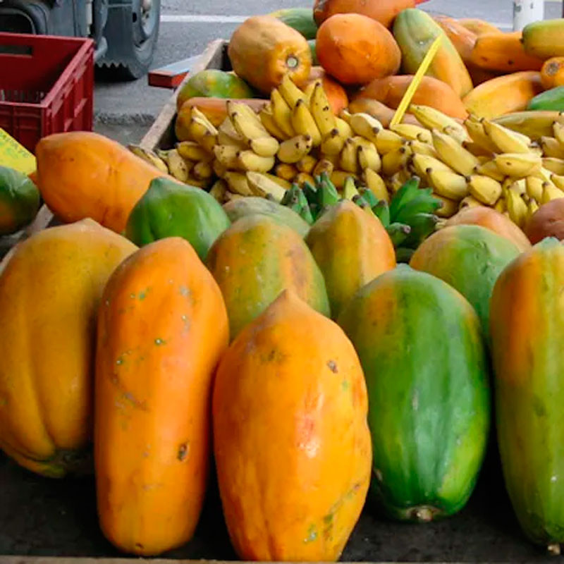 semillas de papaya colombo