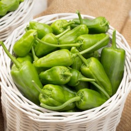 Pepper, Padrón - Seeds