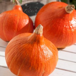 Pumpkin, Onion - 5 seeds