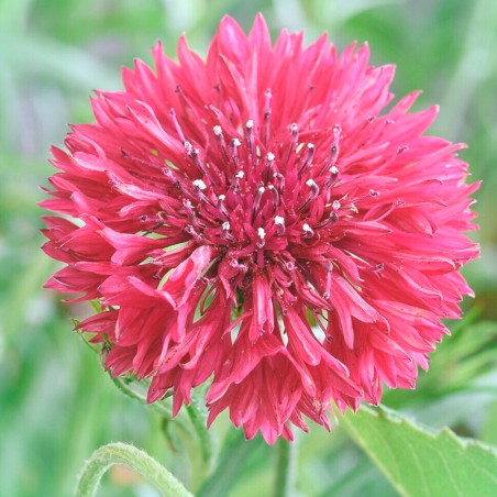 semillas azulejo fucsia