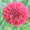 Cornflower, Fuchsia - 75 seeds
