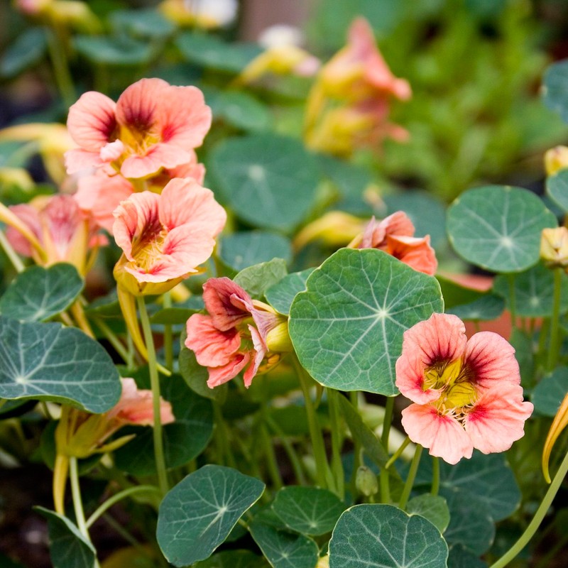 Nasturtium, Ladybird Rose - 10 seeds