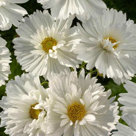 Cosmos bipinnatus, White - 100 seeds