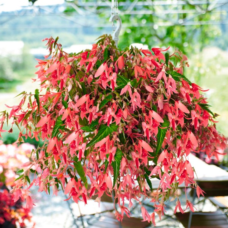 semillas de begonia boliviensis