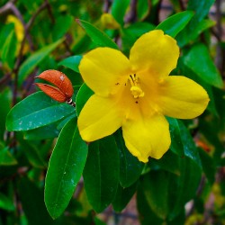 semillas de jazmin de carolina amarillo