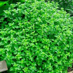 semillas de clinopodium nepeta