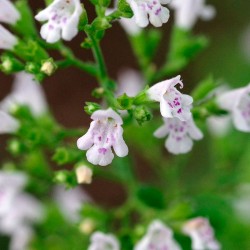 flores de calamintha nepeta