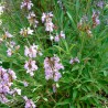 semillas de salvia lavandulifolia