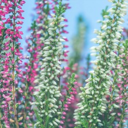 Heather - Seeds