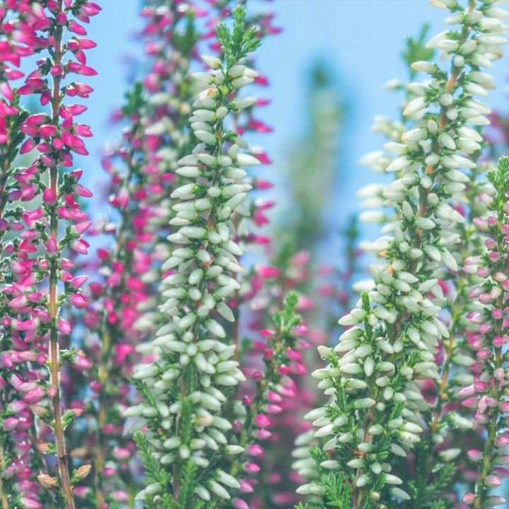 Heather - Seeds