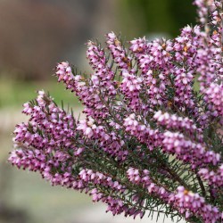 semillas de calluna vulgaris