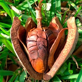 Mahogany - Seeds