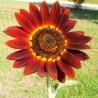 Sunflower, Velvet Queen - 20 seeds