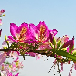 bauhinia purpurea semillas