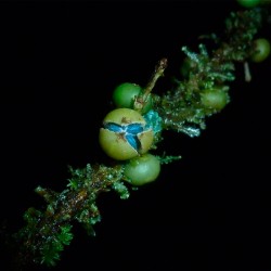 Margaritaria nobilis - 5 seeds