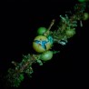 Margaritaria nobilis - 5 seeds