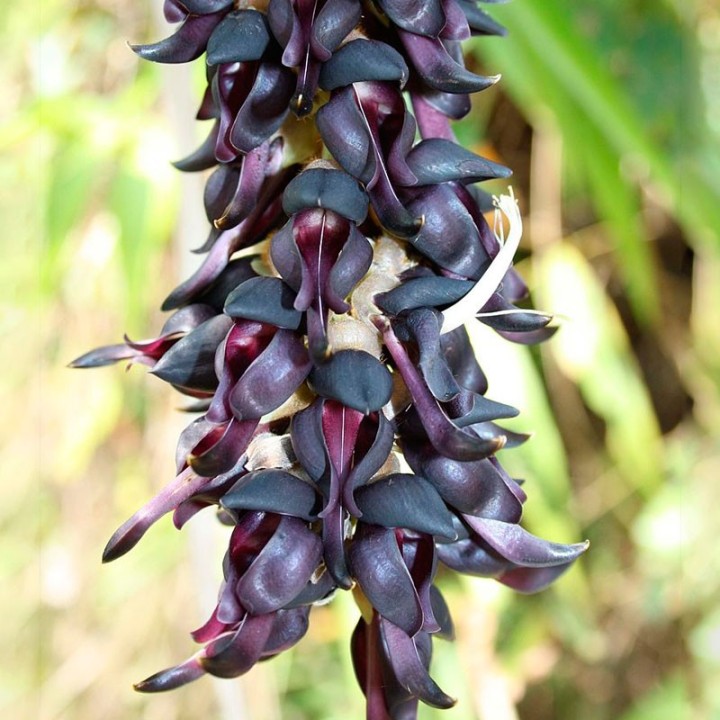 Mucuna pruriens - Seeds