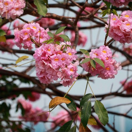 guayacan rosa semillas