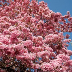 Tabebuia rosea semillas