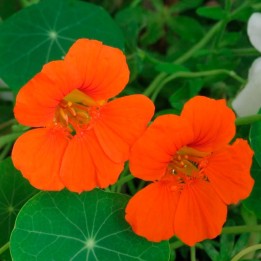 Nasturtium for pot - 15 seeds