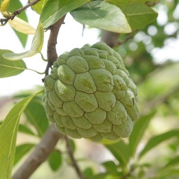 annona squamosa seeds